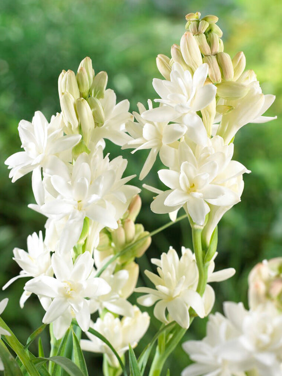 Dvojna tuberoza 🌸 - Velik čebulast cvet-SI