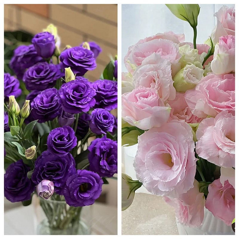 🔥Τελευταία μέρα πώλησης💝Eustoma Thornless Rose💐Σπόροι Lisianthus-GR
