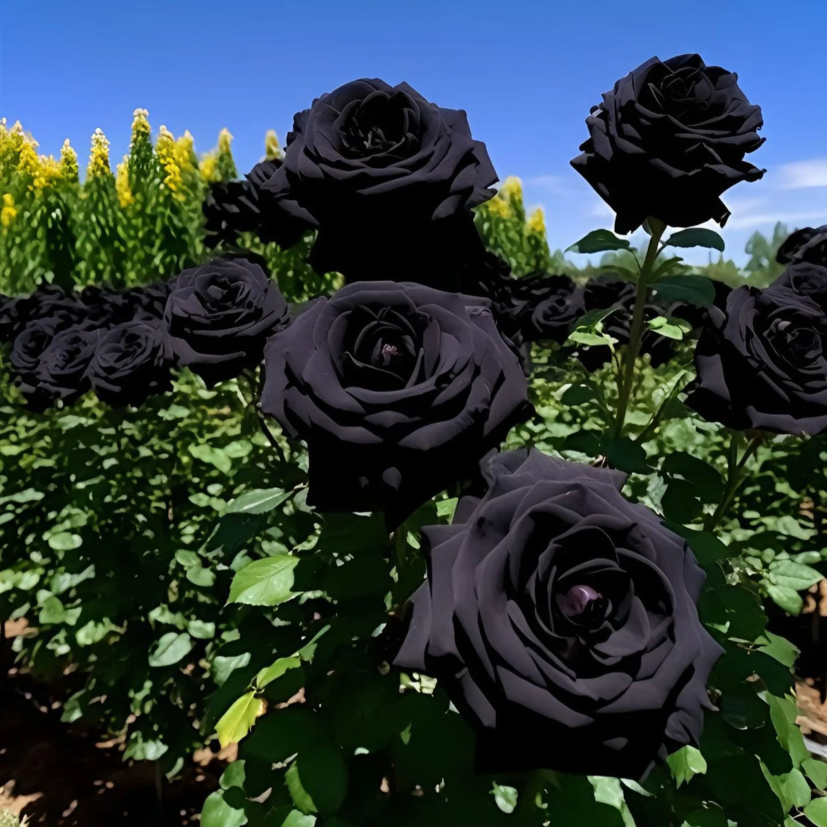 Σπόροι Black Knight Velvet Rose🖤-GR