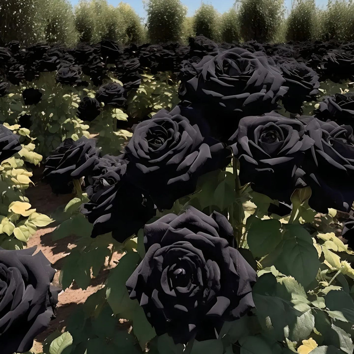 Σπόροι Black Knight Velvet Rose🖤-GR