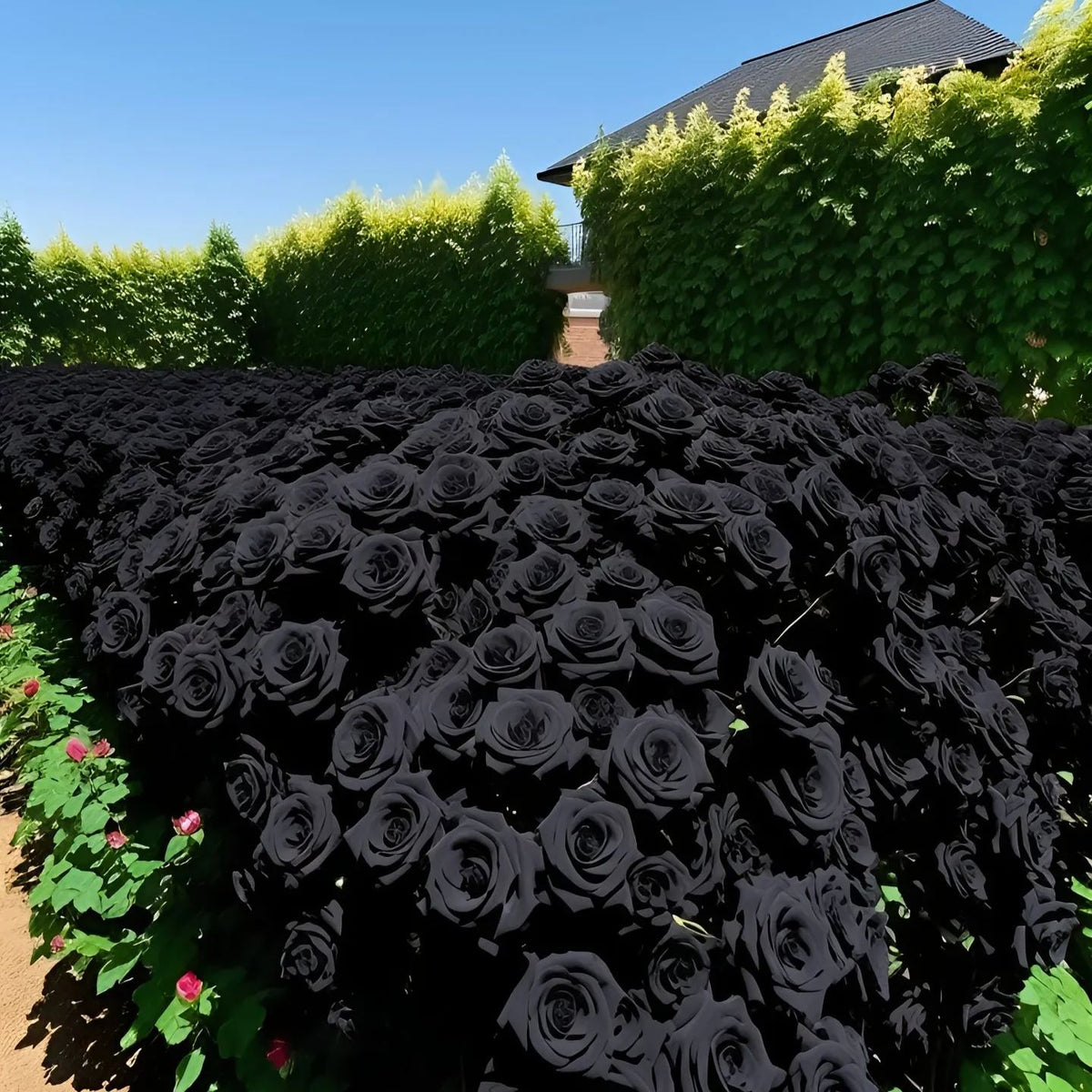 Σπόροι Black Knight Velvet Rose🖤-GR