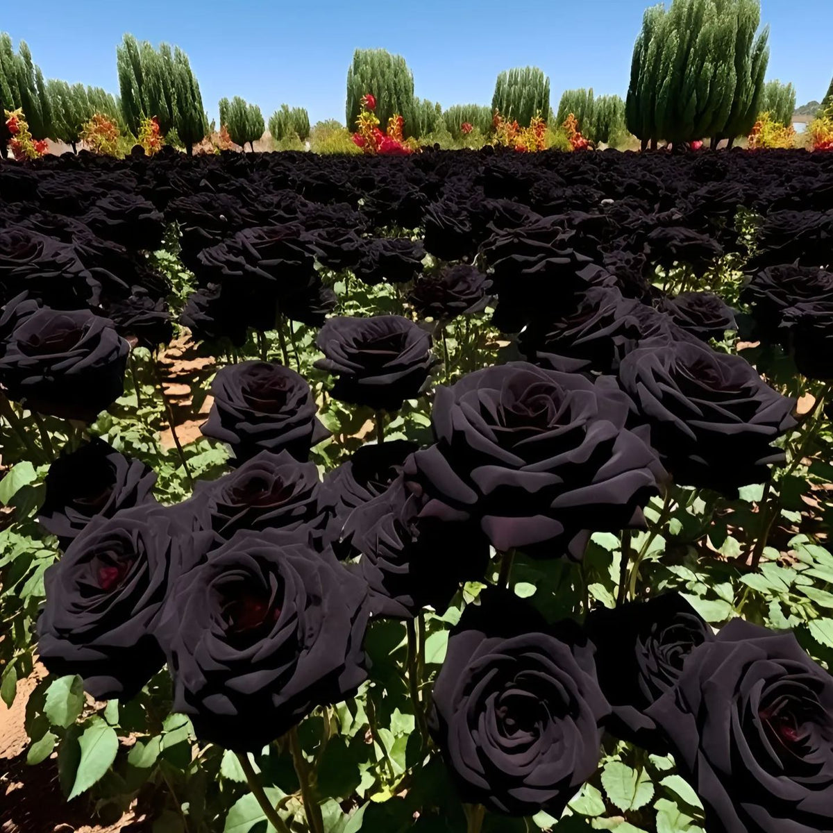Σπόροι Black Knight Velvet Rose🖤-GR