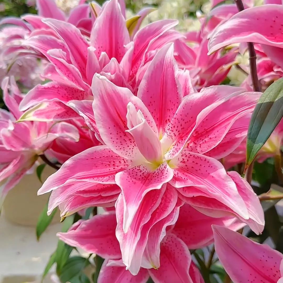 🌺Kvepiančios lelijų svogūnėliai – gaivūs ir saldūs-LT