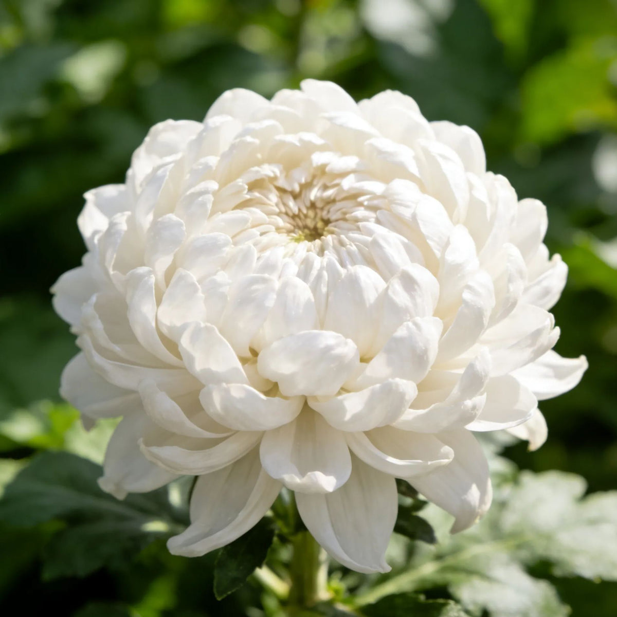 🌸Semena potonike krizanteme-SI