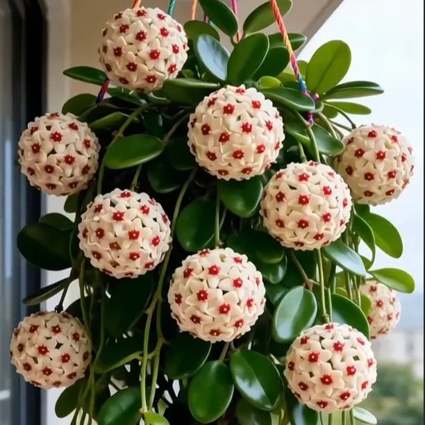 ✨Čebuljice Hoya – Zvezde padajo z neba✨-SI