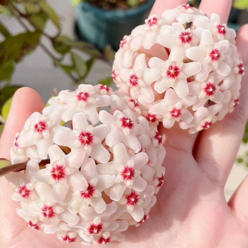 ✨Čebuljice Hoya – Zvezde padajo z neba✨-SI