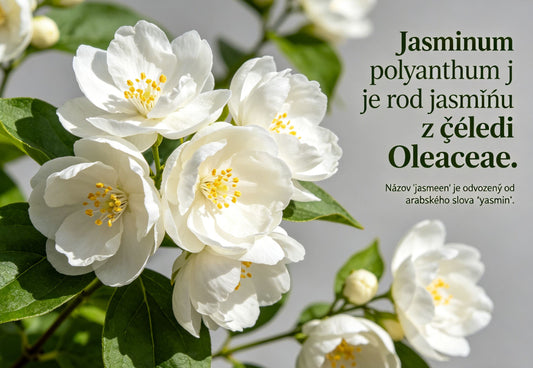 Dvojna semena jasmina-SI