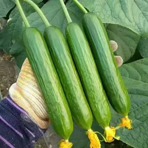 Σπόροι αγγουριού υψηλής απόδοσης F1 Superfruit Cluster-GR