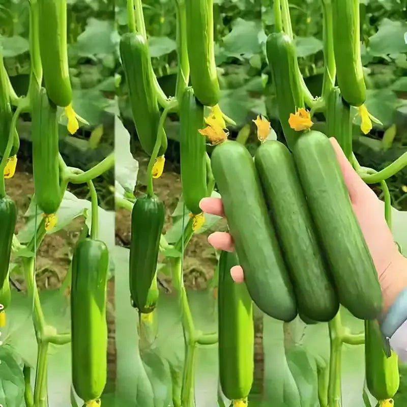 Semena kumar F1 Superfruit Cluster z visokim donosom-SI