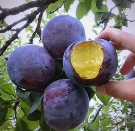 🍃 Serija Heirloom Manor: Komplet 13 izbranih sadnih semen (brez GSO) 🌳 – Najbolje prodajan izdelek-SI