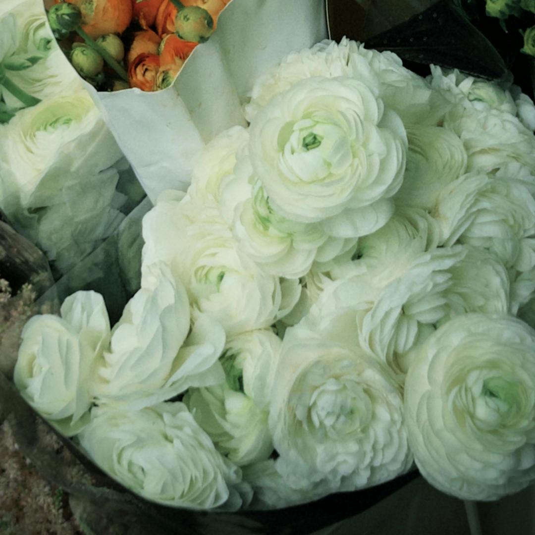 Vėdryno svogūnėliai – subtilūs, elegantiški, nepamirštami 🌸-LT
