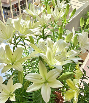 🌺Retos lelijų svogūnėlės – šviežios ir saldžios-LT