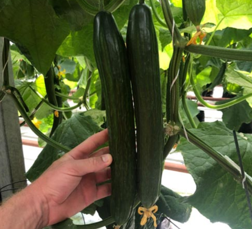 Semena kumar F1 Superfruit Cluster z visokim donosom-SI