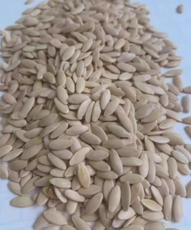 Semena kumar F1 Superfruit Cluster z visokim donosom-SI