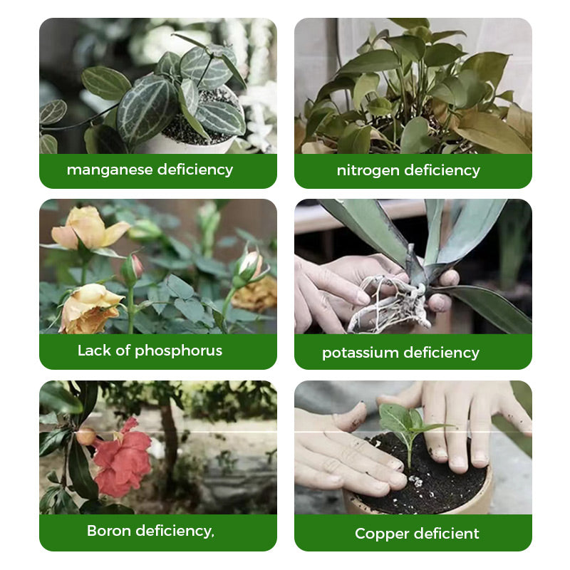 🌱Žydėjimą skatinantys milteliai | Greitesnis šaknų augimas + didesni žiedai!🌸-LT