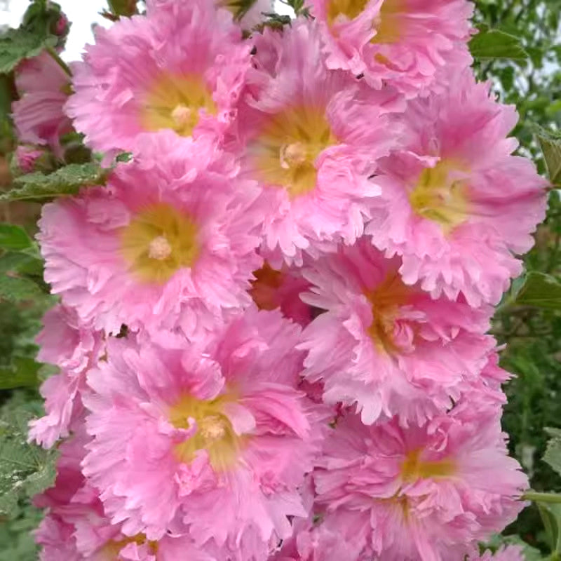 🌸Semena cvetočega trajnice sleza🌸-SI