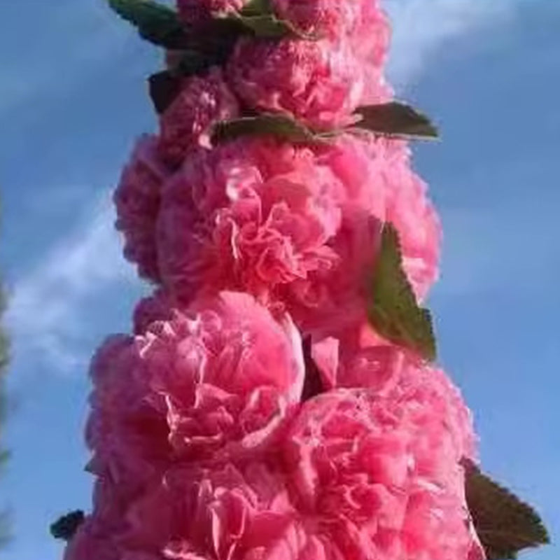 🌸Semena cvetočega trajnice sleza🌸-SI