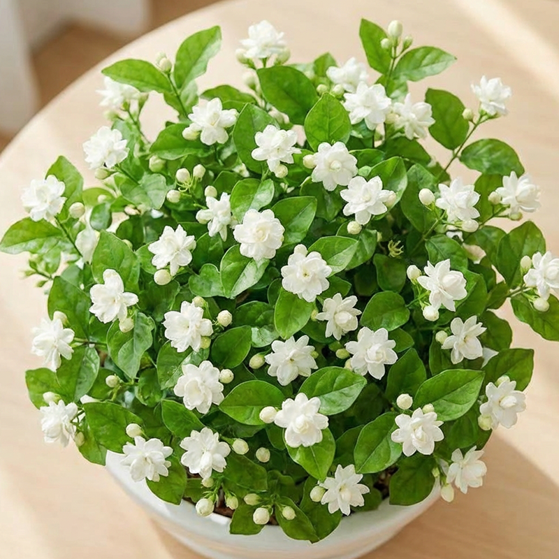 ✨🌸 Semena jasmina (z gnojilom): aromatična in enostavna za gojenje🍃-SI