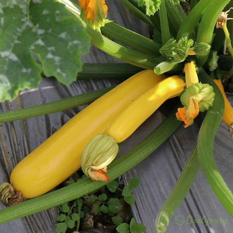 Banane bučke - zlate bučke🌿 Gojijo se lahko v vseh letnih časih-SI